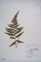 藏品(東洋蹄蓋蕨)的圖片