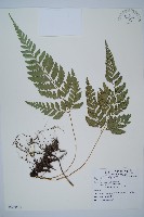 藏品(小葉複葉耳蕨)的圖片