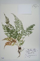 藏品(日本金粉蕨)的圖片