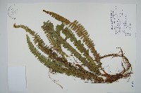 藏品(腎蕨)的圖片