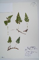 藏品(陰石蕨)的圖片