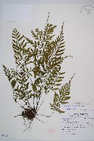 藏品(威氏鐵角蕨)的圖片