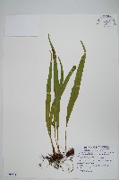 藏品(麟瓦葦、川上氏瓦葦)的圖片