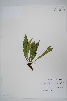 藏品(臺灣車前蕨)的圖片