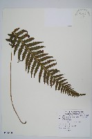 藏品(翅軸假金星蕨、短柄卵果蕨)的圖片