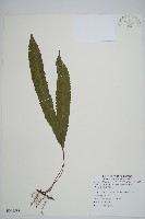 藏品(單葉雙蓋蕨)的圖片