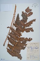 藏品(日本狗脊蕨)的圖片