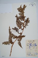 藏品(闊鱗鱗毛蕨)的圖片