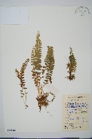 藏品(陵齒蕨、鱗始蕨)的圖片