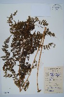 藏品(華南鱗蓋蕨)的圖片