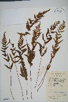 藏品(異葉鱗始蕨)的圖片