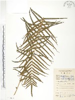 藏品(鱗蓋鳳尾蕨)的圖片