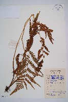 藏品(假蹄蓋蕨)的圖片