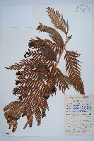 藏品(東方狗脊蕨)的圖片