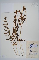 藏品(密腺副金星蕨)的圖片