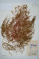 藏品(藤石松)的圖片