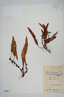 藏品(石葦)的圖片