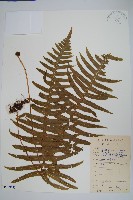 藏品(友水龍骨)的圖片