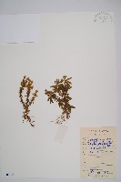 藏品(千層塔)的圖片