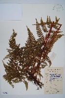 藏品(碗蕨)的圖片