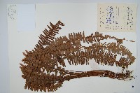 藏品(腎蕨)的圖片