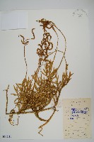 藏品(石松)的圖片