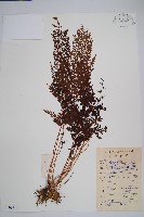 藏品(烏蕨)的圖片