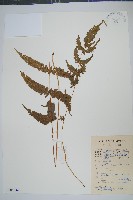 藏品(多羽鳳尾蕨)的圖片