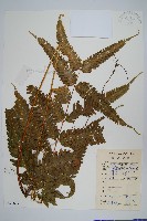 藏品(傅氏鳳尾蕨)的圖片