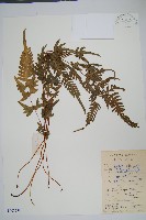 藏品(天草鳳尾蕨)的圖片