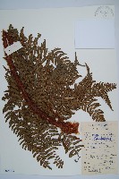 藏品(闊鱗鱗毛蕨)的圖片