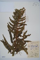 藏品(邊緣鱗蓋蕨)的圖片