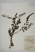 藏品(半月形鐵線蕨)的圖片