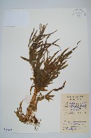 藏品(鳳尾蕨)的圖片