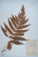 藏品(日本狗脊蕨)的圖片