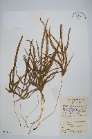 藏品(鳳尾蕨)的圖片