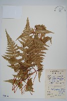 藏品(紫柄蕨)的圖片