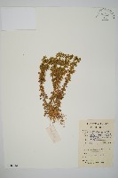 藏品(千層塔)的圖片