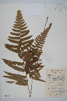 藏品(邊緣鱗蓋蕨)的圖片
