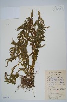 藏品(普通假毛蕨)的圖片