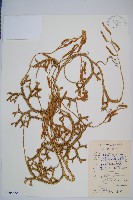 藏品(日本石松)的圖片