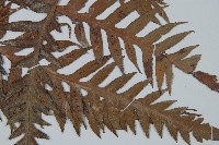 藏品(東方狗脊蕨)的圖片