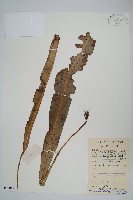 藏品(大星蕨)的圖片