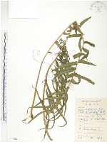 藏品(鱗蓋鳳尾蕨)的圖片