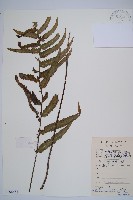 藏品(虎克氏鱗蓋蕨)的圖片