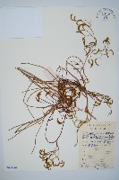 藏品(藤石松)的圖片