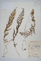 藏品(鐮形假毛蕨)的圖片