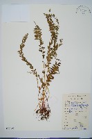 藏品(陵齒蕨、鱗始蕨)的圖片