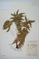 藏品(迷人鱗毛蕨、異蓋鱗毛蕨)的圖片