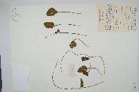 藏品(尖頭瓶爾小草)的圖片